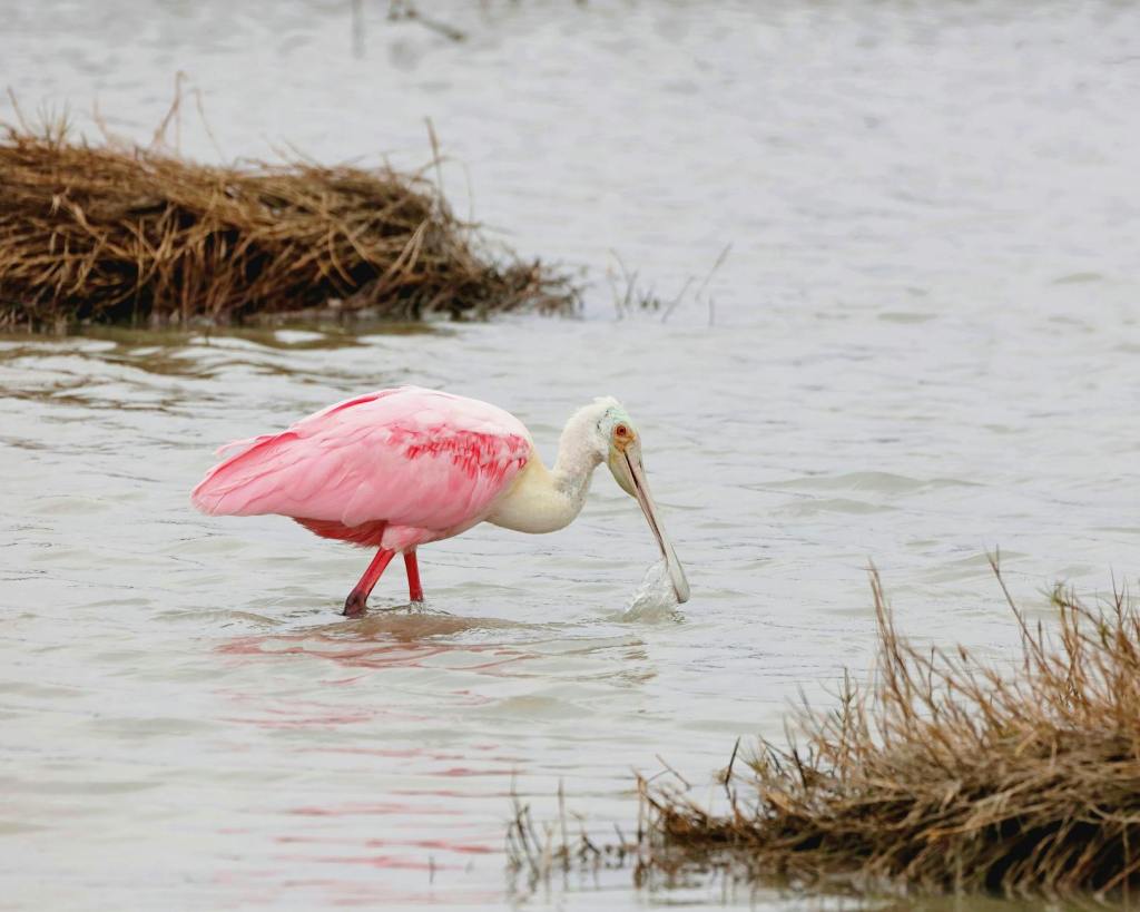 Roseate Spoonbill – Week&nbsp;1