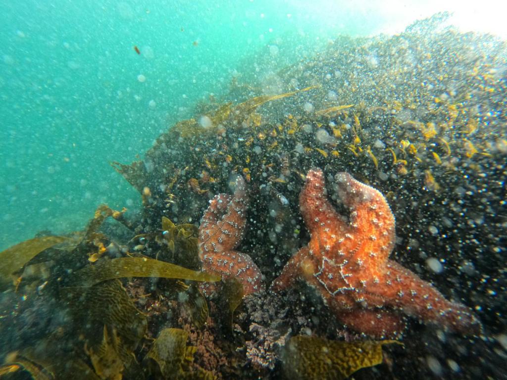 Sea Stars – Week&nbsp;3