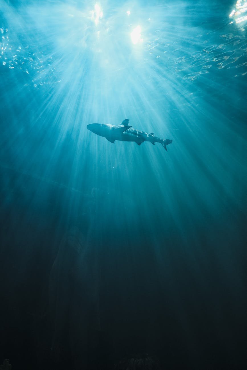 Spooky Marine Creatures