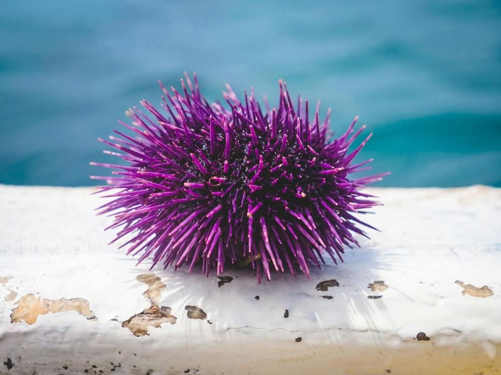 Sea Hedgehogs